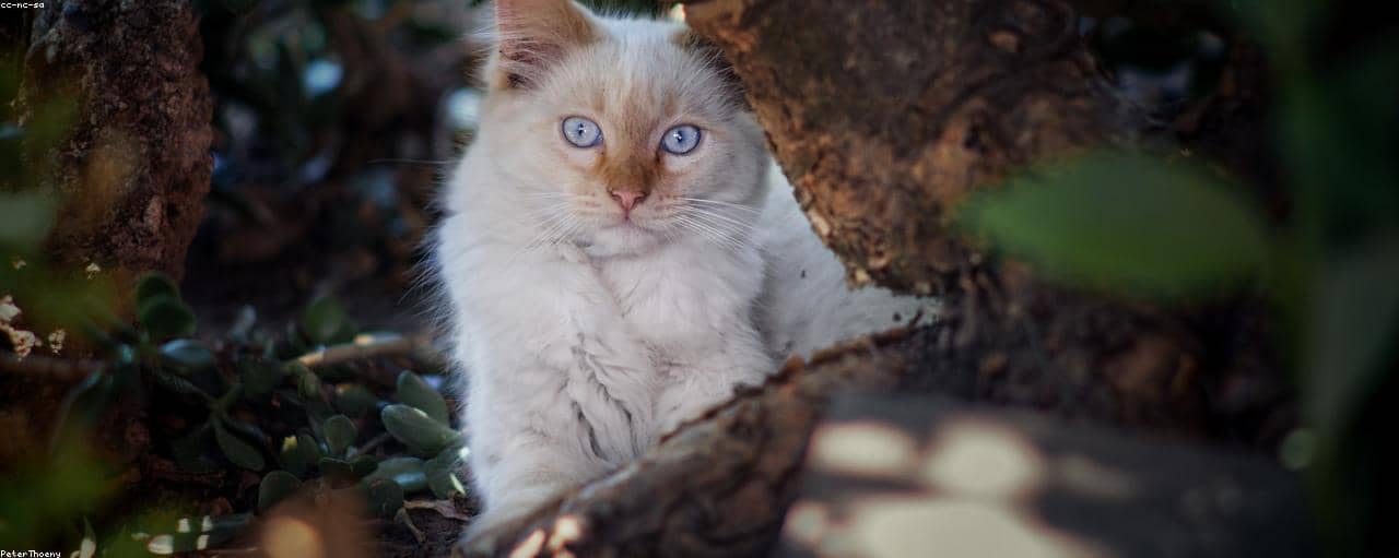 Test Alaro for CI